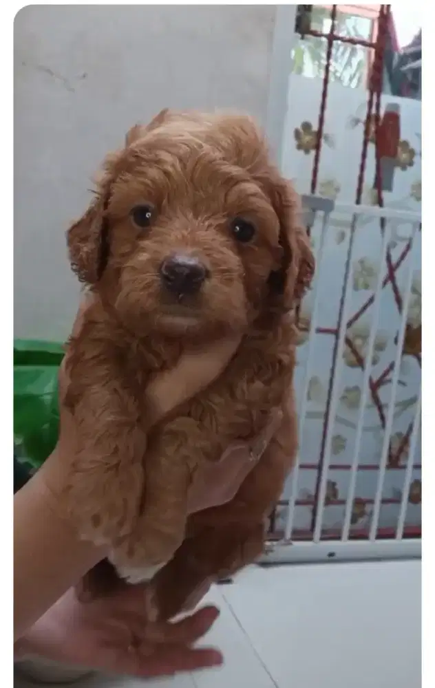 Red Toy poodle  murah