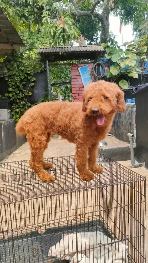 Anjing red toy poodle betina