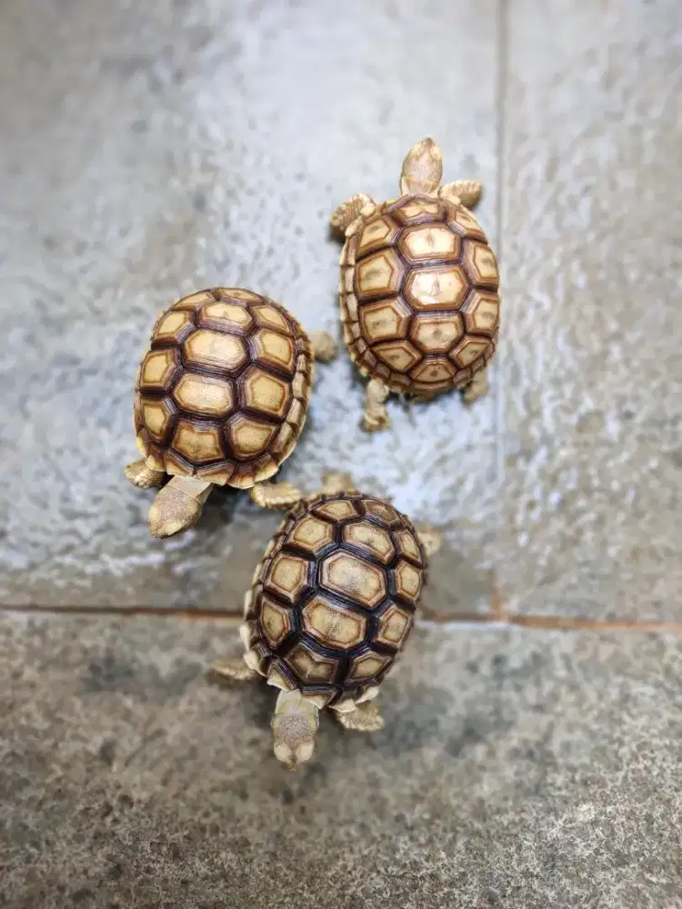 sulcata 7,5 cm cerah makan rakus sehat walafiat