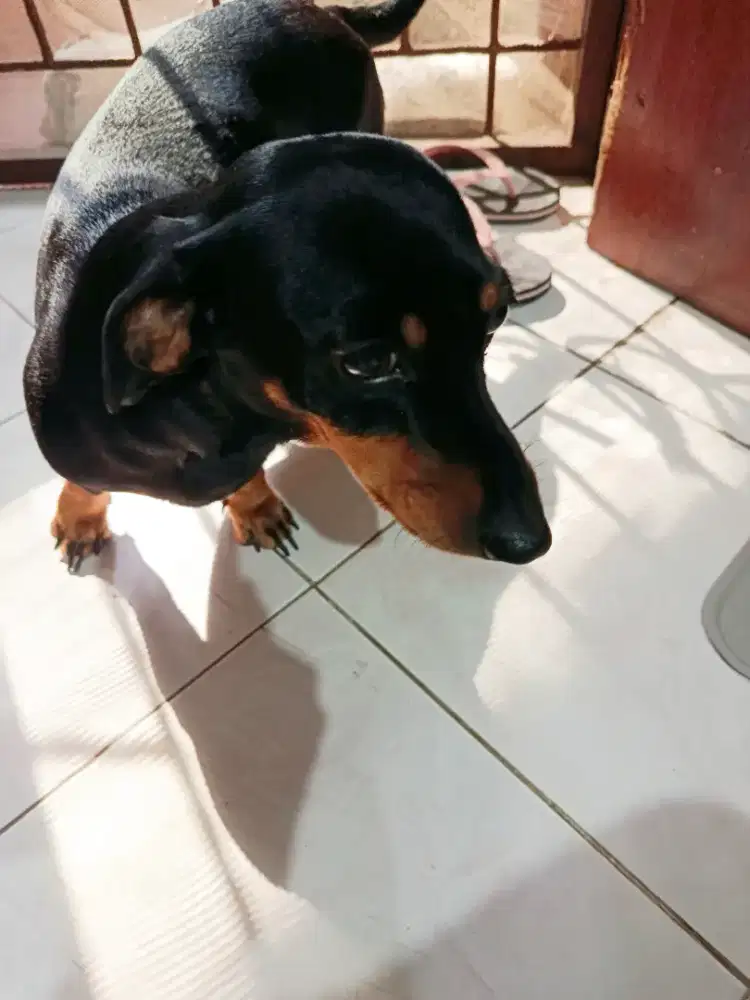 Dijual Anjing Mini Tekel