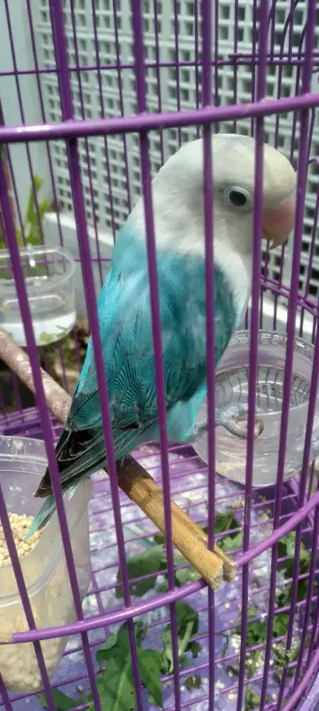 Lovebird love bird Biola Blue