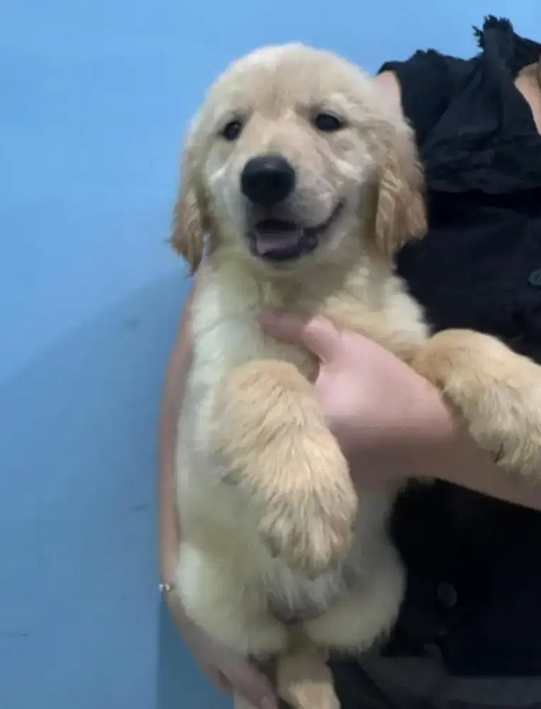 ANAK ANJING GOLDEN RETRIEVER BETINA SERTIFIKAT LENGKAP