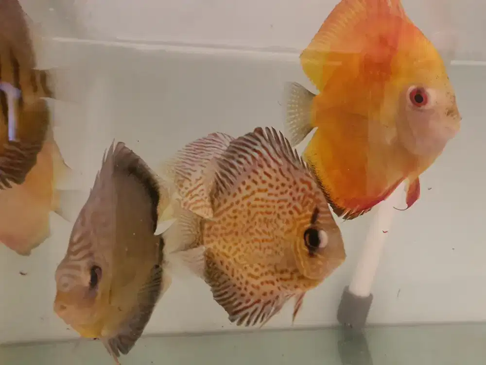Ikan discus borongan 9 ekor