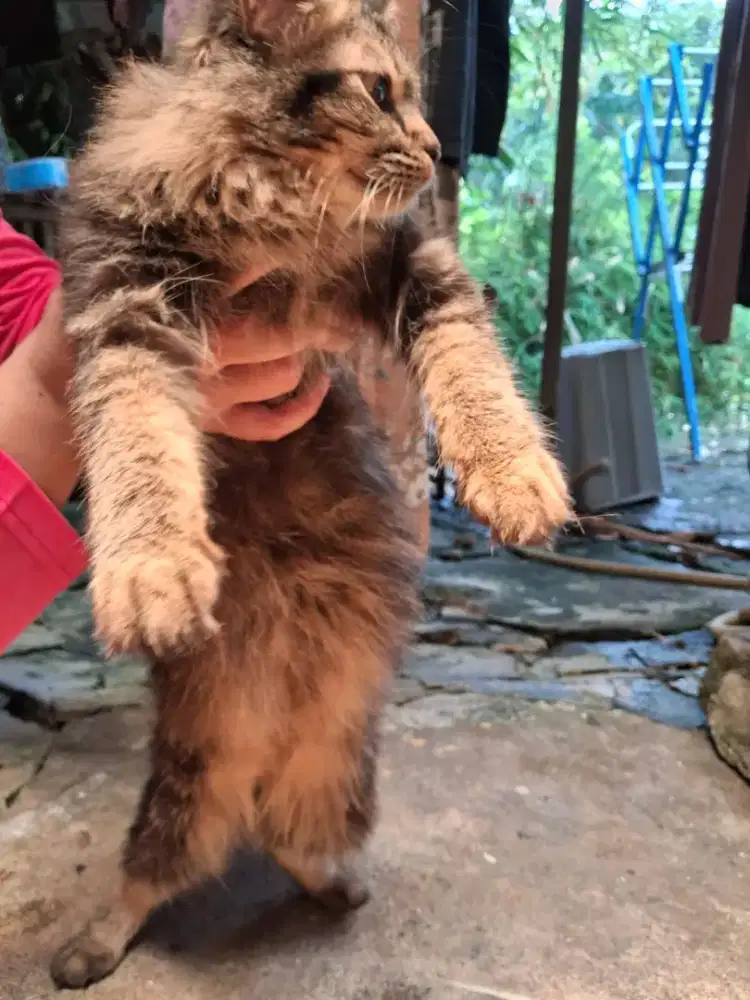 Lepas Adopt kitten