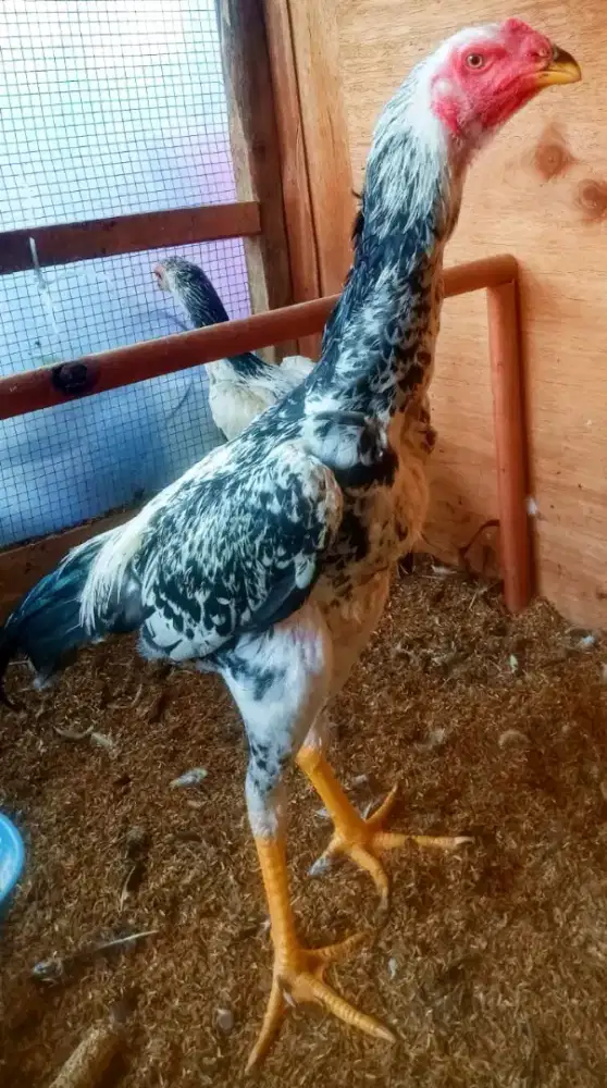 Jual ayam shamo eropa