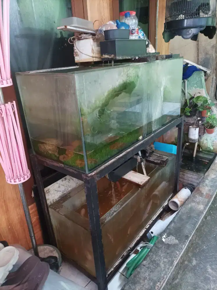 Jual murah Aquarium + Raknya