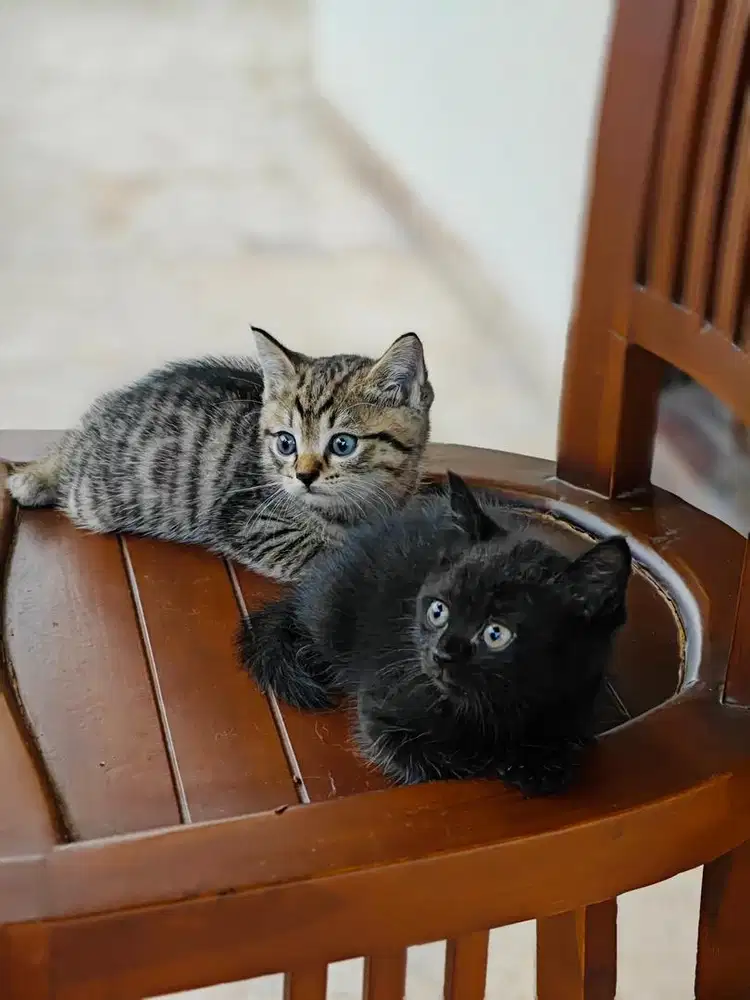 Kitten Kucing BSH x Persia