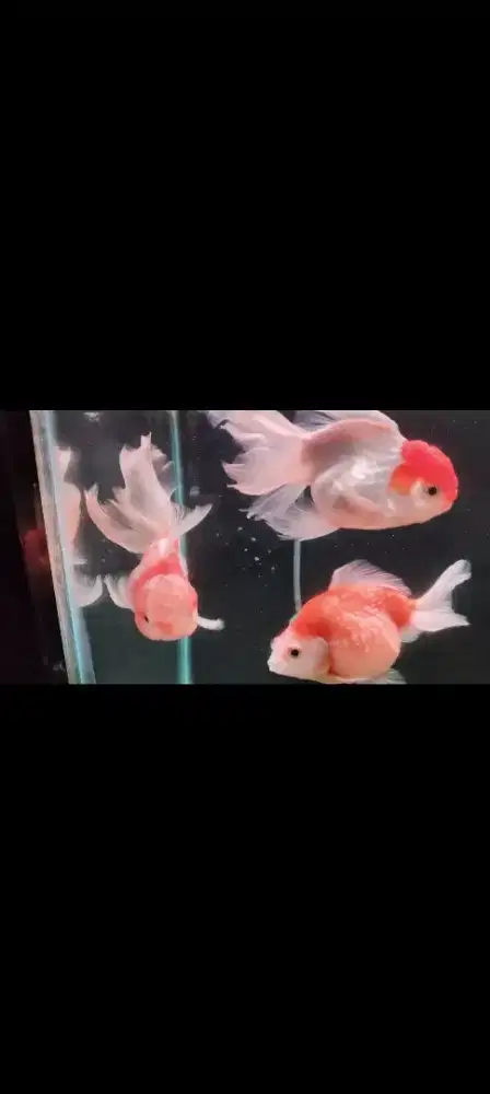 Mas koki oranda rosetail 1, red cup 1, koki mutiara 1,
