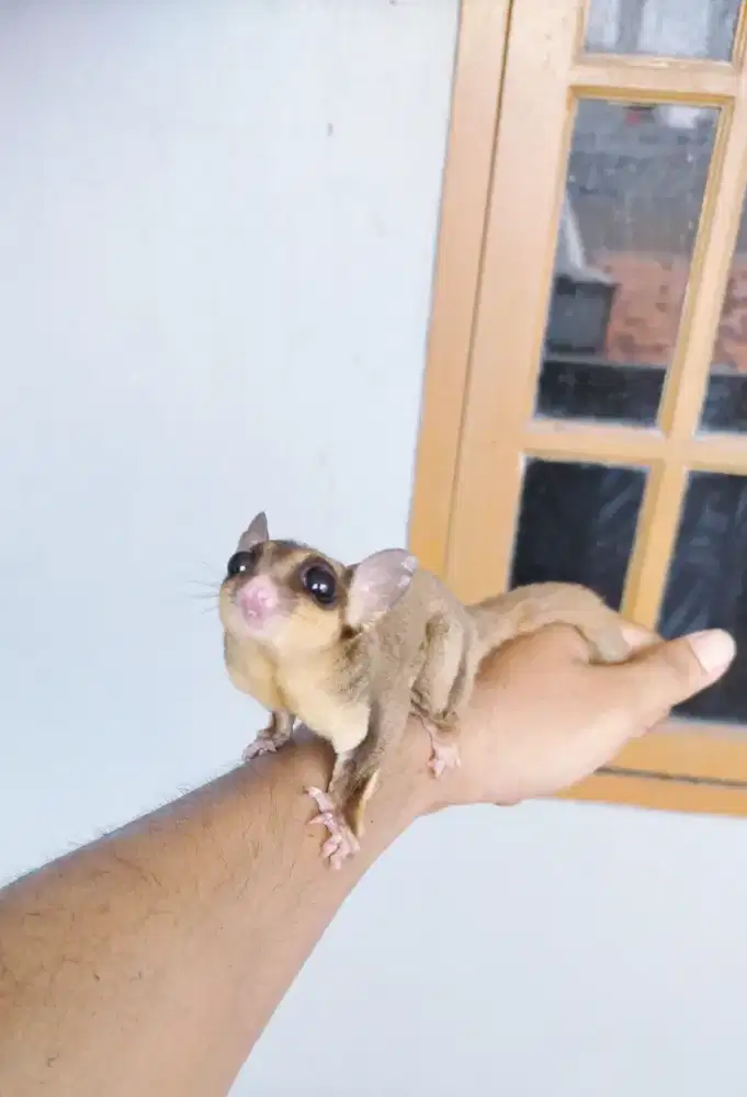 Sugar glider jantan jinak murah
