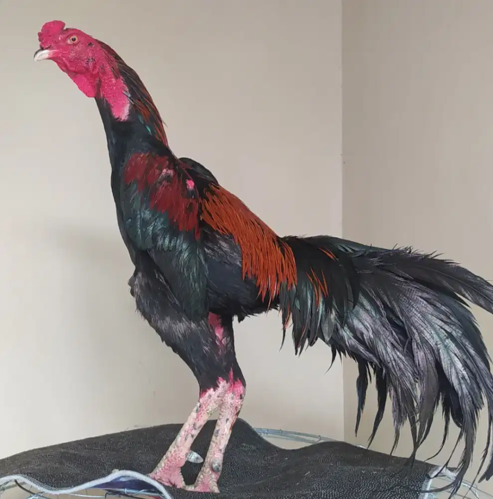 Ayam Bangkok ( Khoyngon )