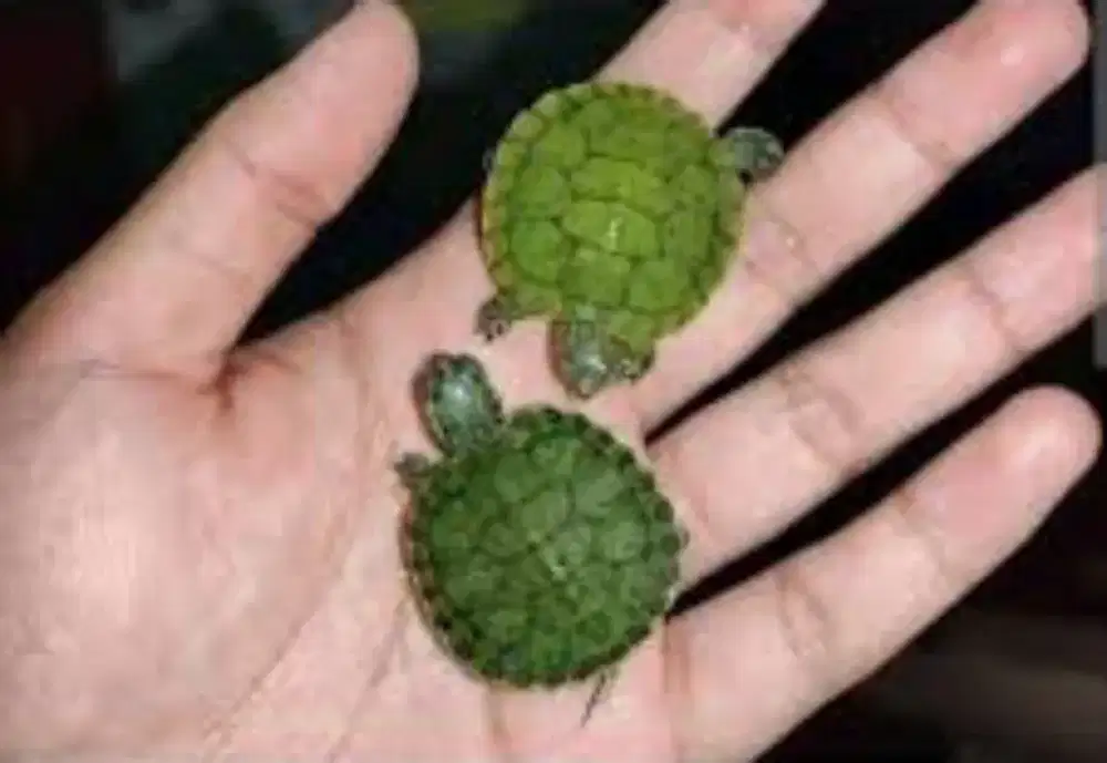 Baby kura brasil