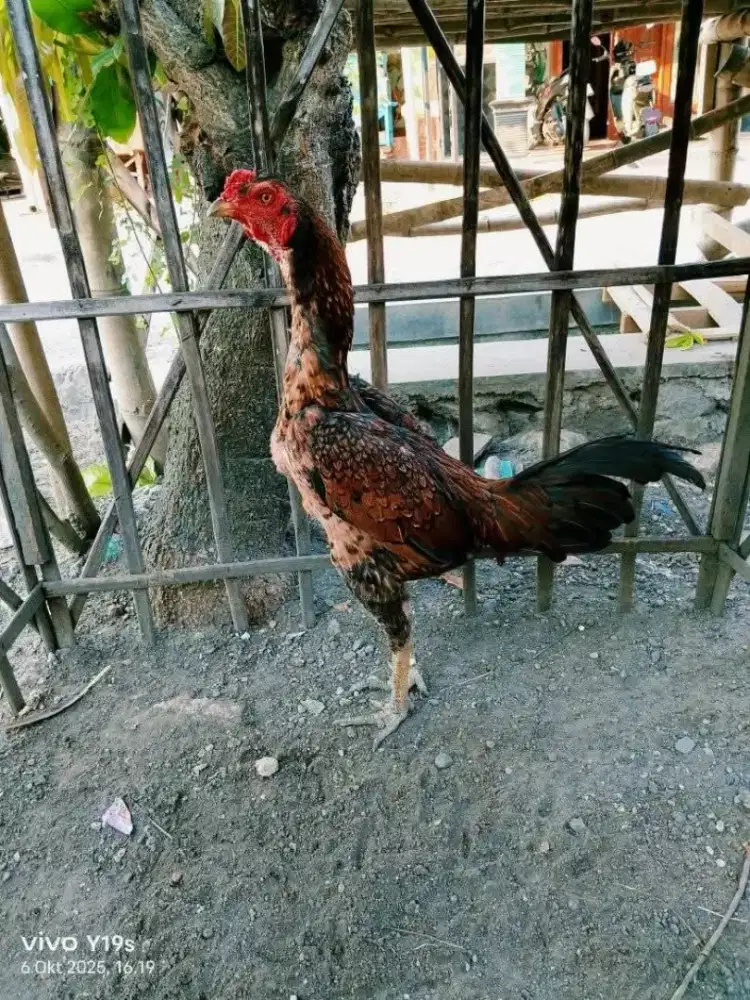 Ayam bulbi batik