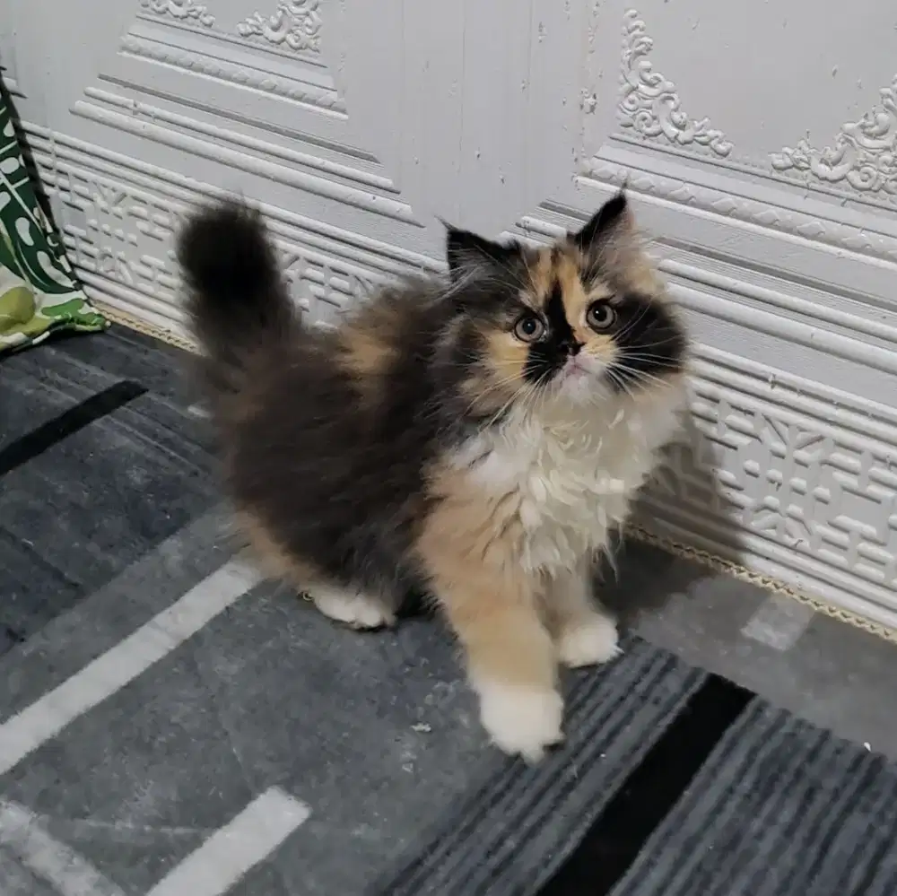 Kucing persia betina/kitten persia flatnose/anakan kucing anggora