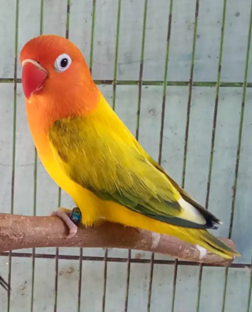 Loveburd jantan duda