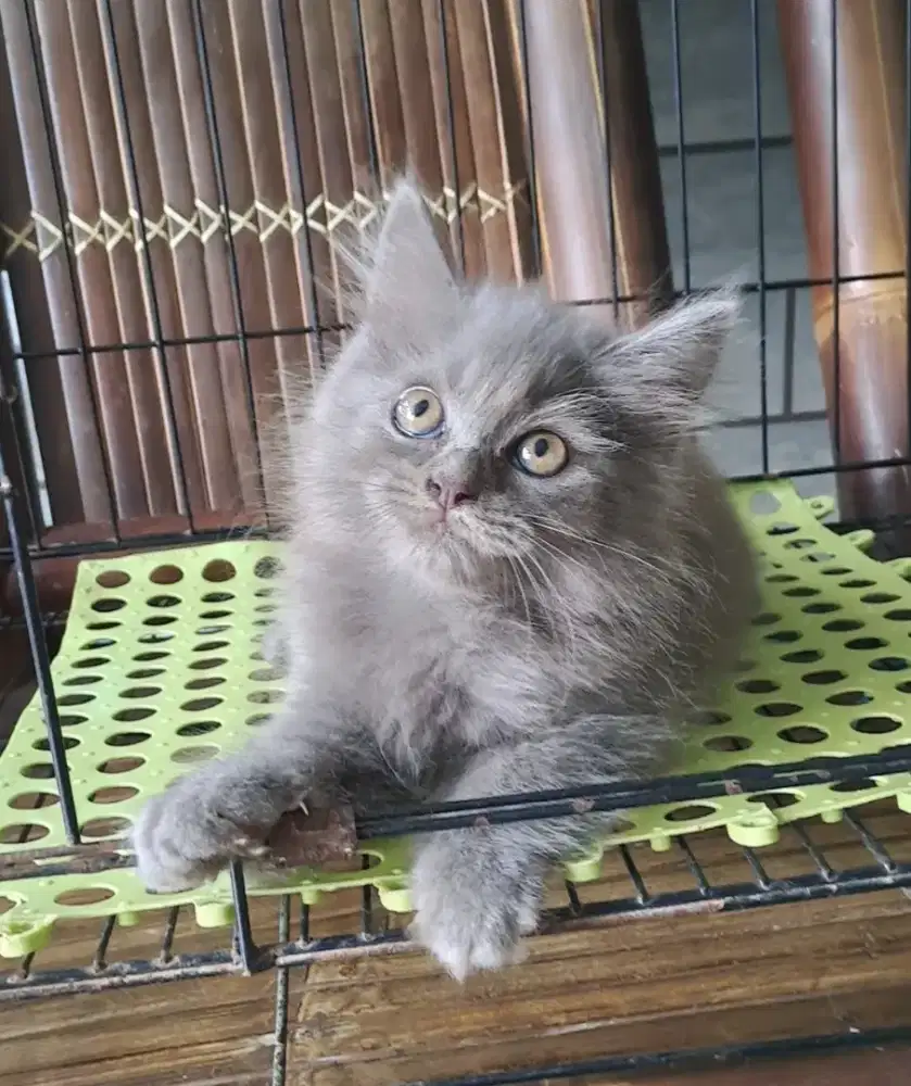 Anak kucing anggora/kitten flatnose jantan/kucing persis jantan