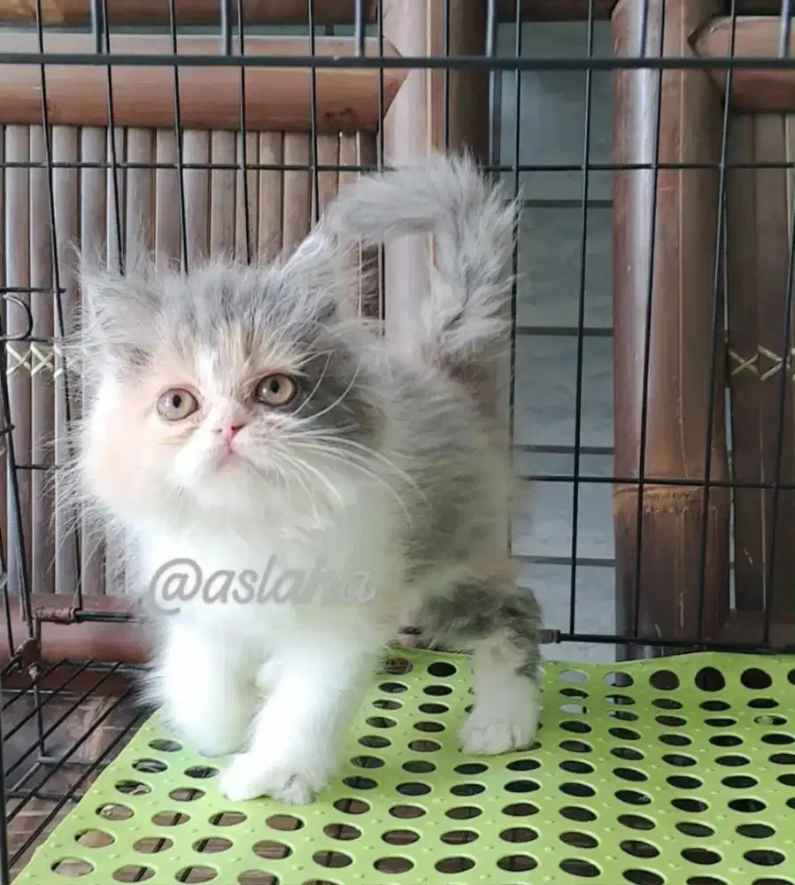 Anak kucing anggora/kitten persia flatnose /kucing persia betina