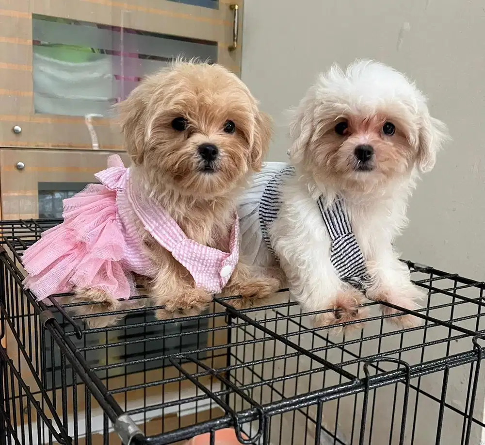 Baby maltipoo betina