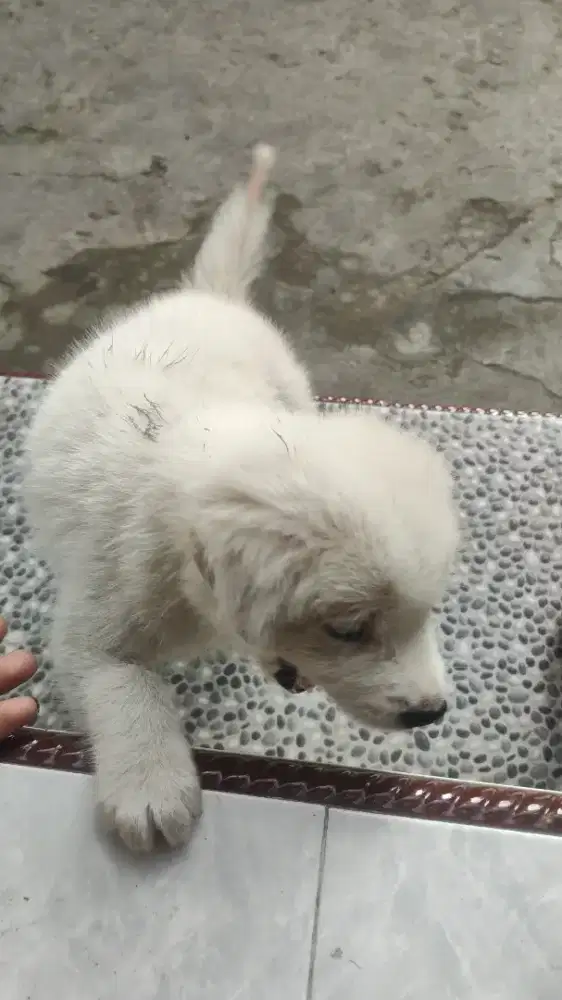 Anjing mix ada 3 ekor cowok