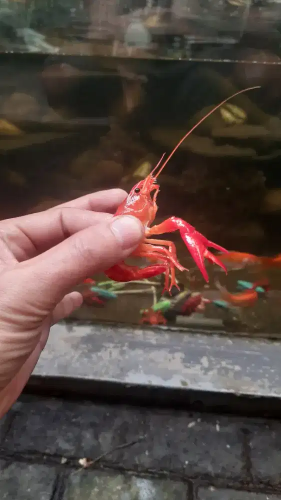 Lobster Hias Air Tawar Merah