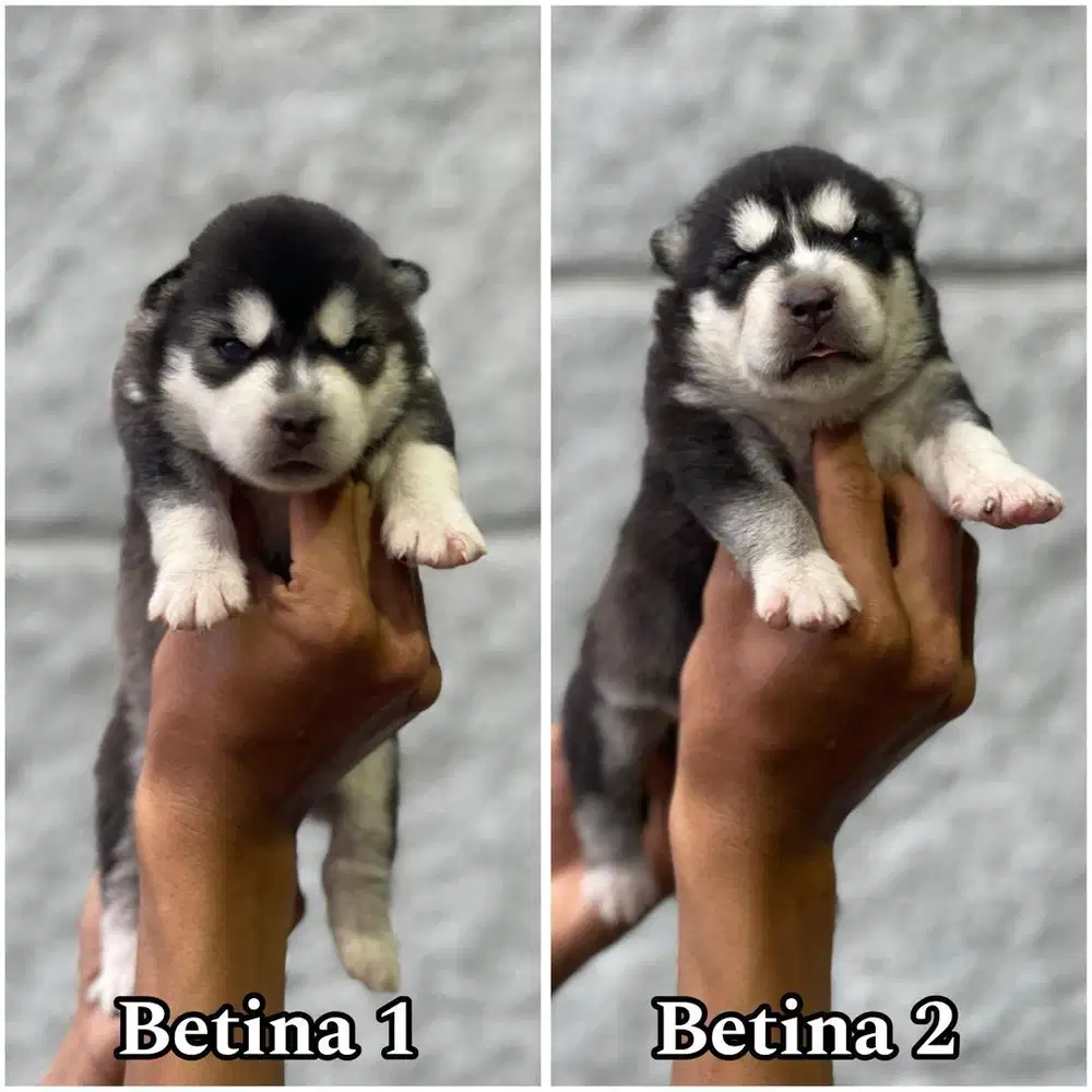 Open booking siberian husky betina