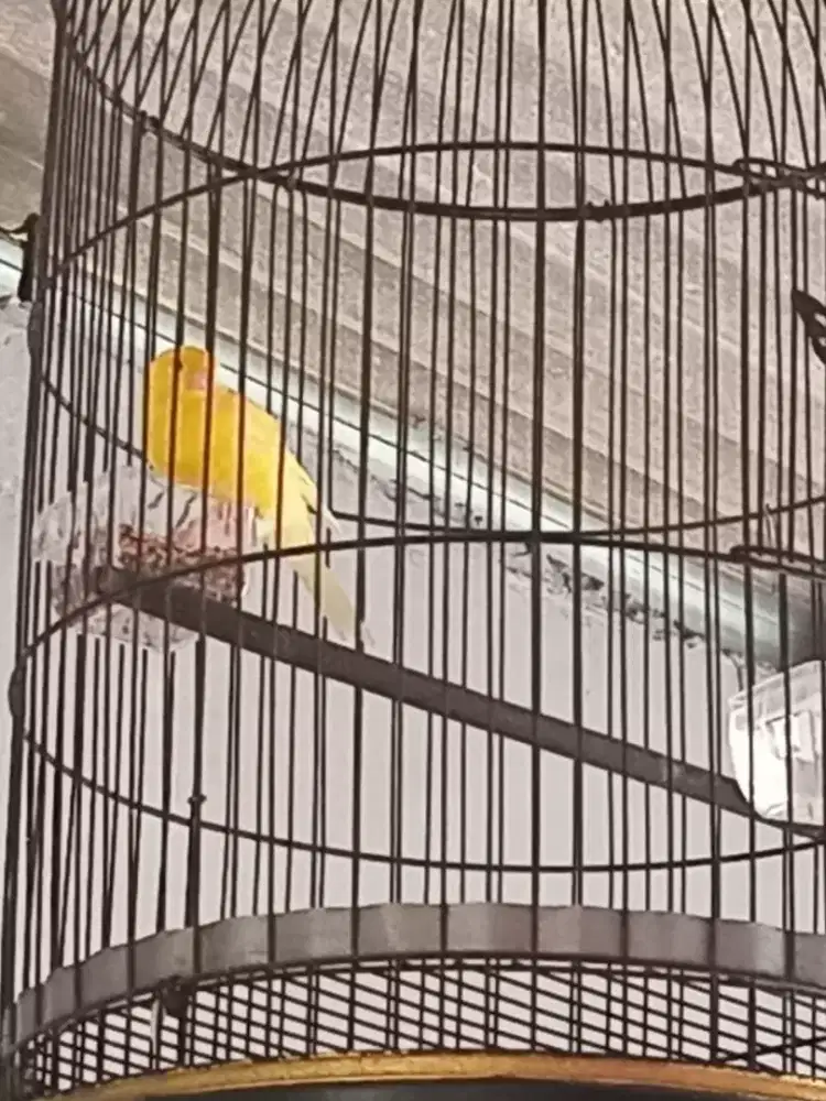 Kenari kuning loper bunyi
