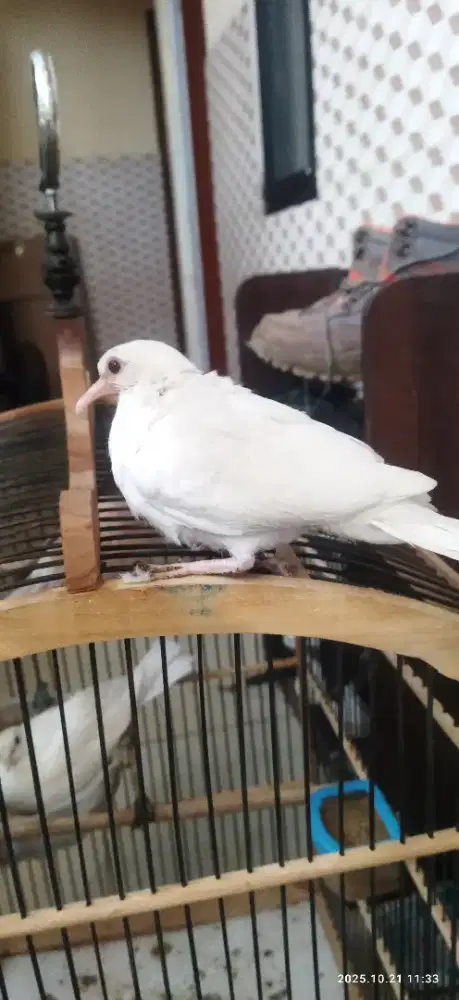 Anakan puter albino mata merah