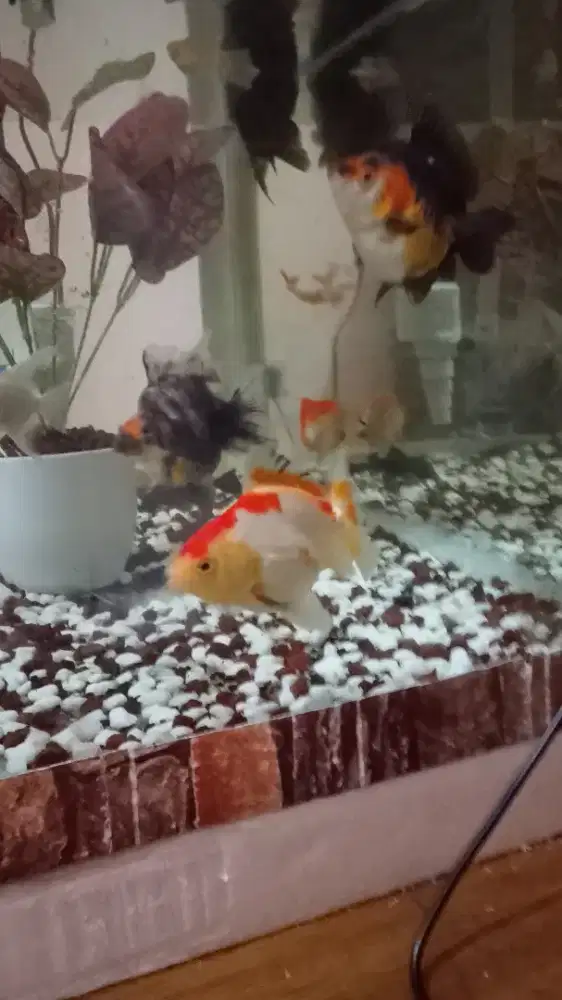 Borongin ikan hias