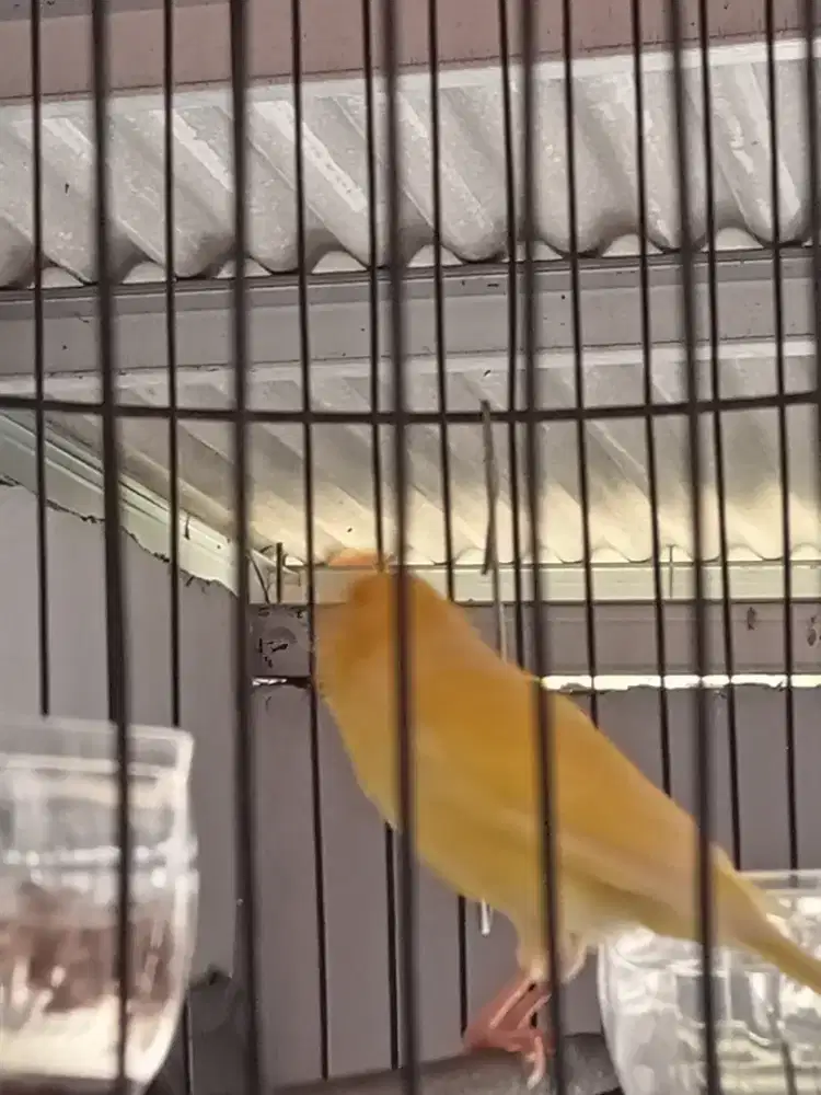 kenari kuning bunyi
