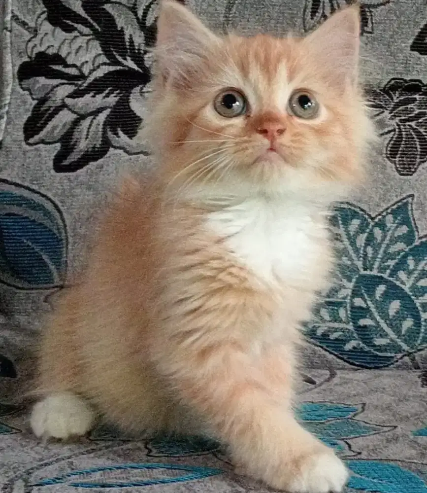 Persia kitten orange