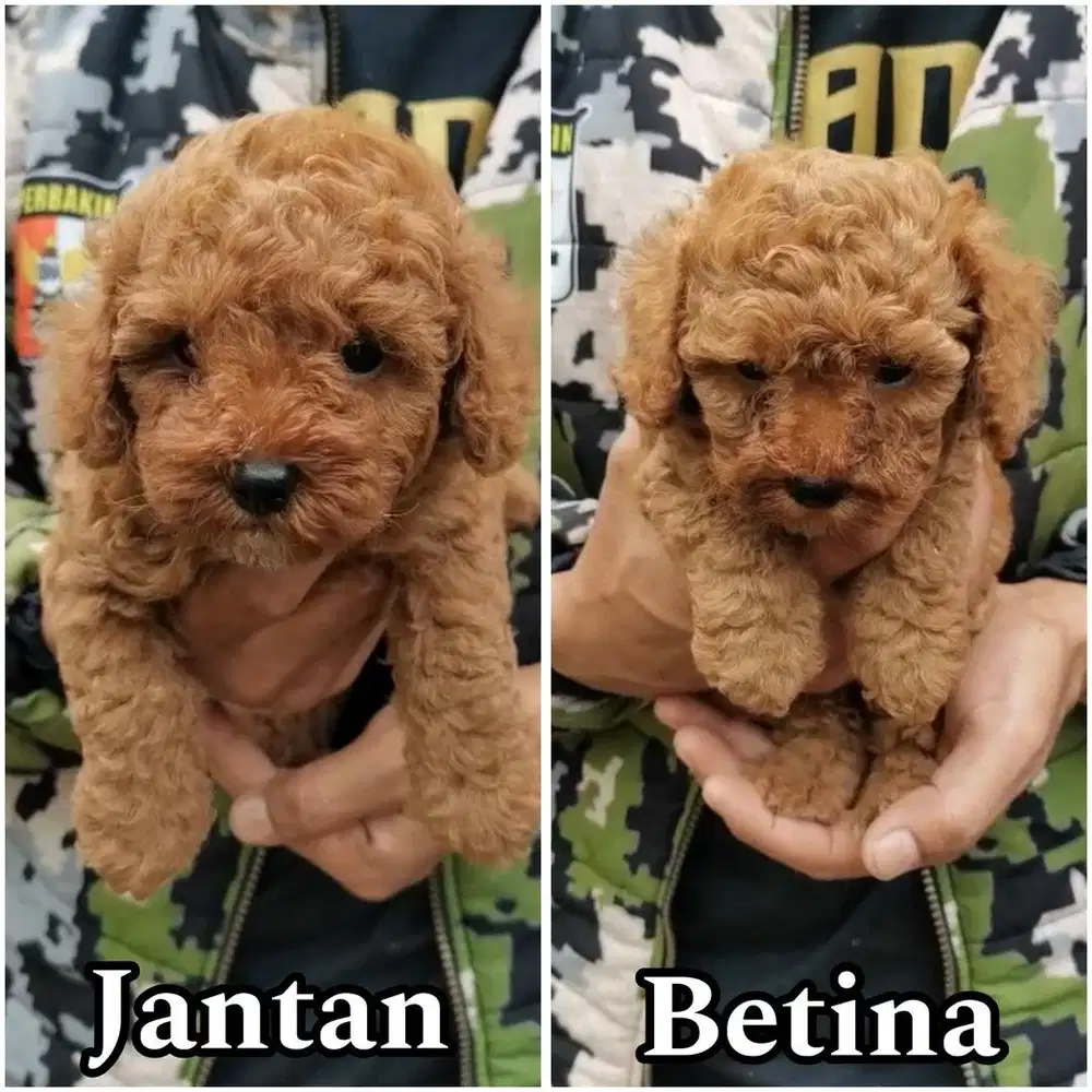 Red toy poodle jantan & betina stambum vaksin