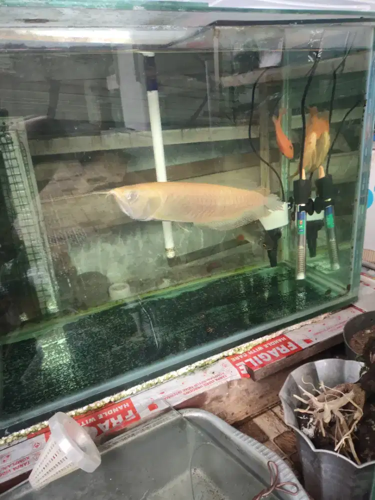 Arwana silver  albino 30cm up