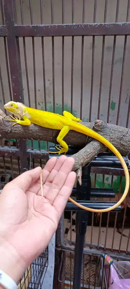 Iguana albino betina 65cm mulus