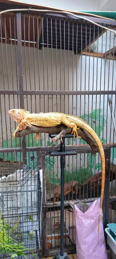 Iguana albino indukan betina siap ternak