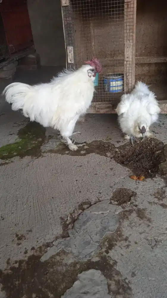 Ayam Kapas Putih