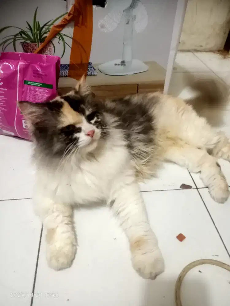 Kucing Anggora bulu lebat