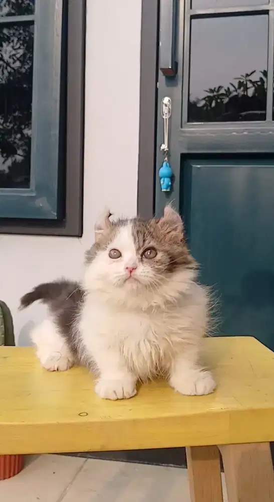 Munchkin Kinkalow (american curl long hair)
