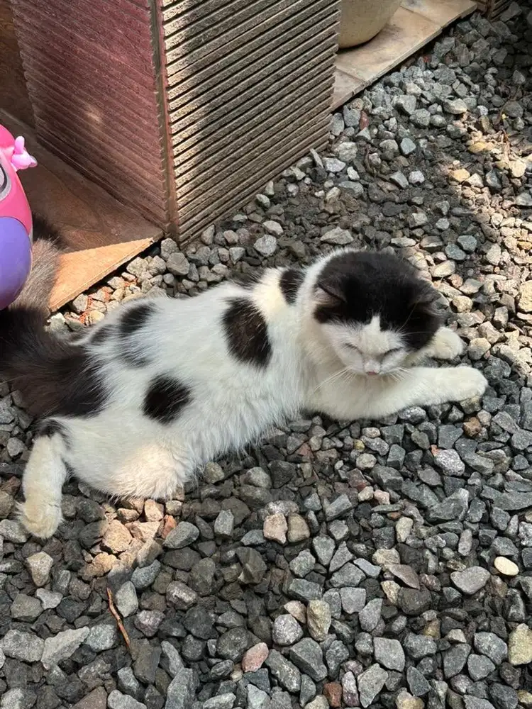 Kucing persia medium