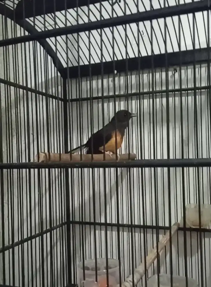 Burung Murai betina + cendet