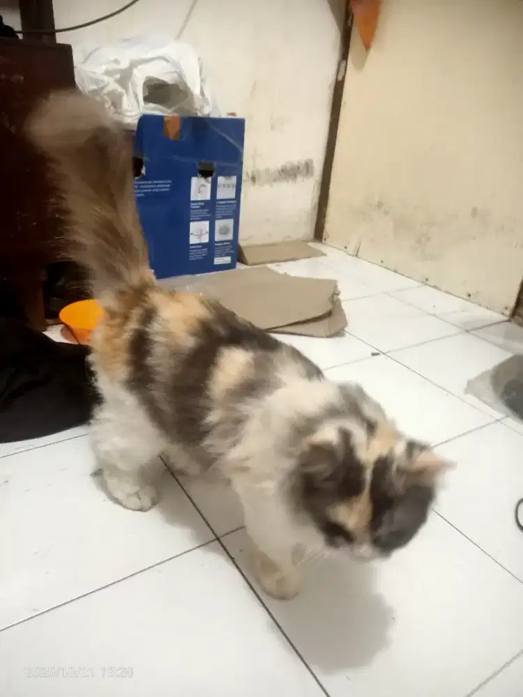 Jual kucing Anggora Dewasa