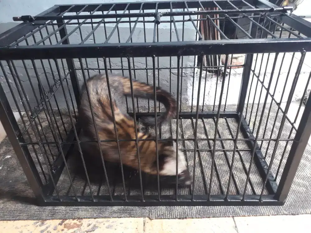 Musang pandan jantan