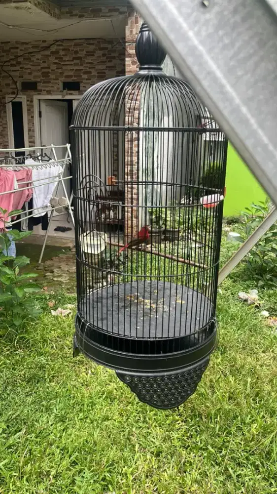 Sepah raja ekor merah rajin