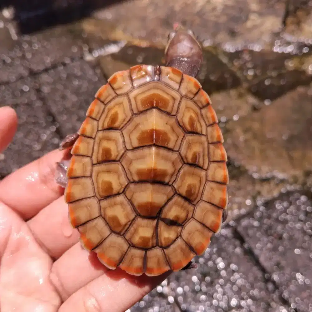 Jual cepat damer 6cm Jantan Bu