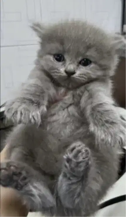 Kucing kitten British shorthair jantann