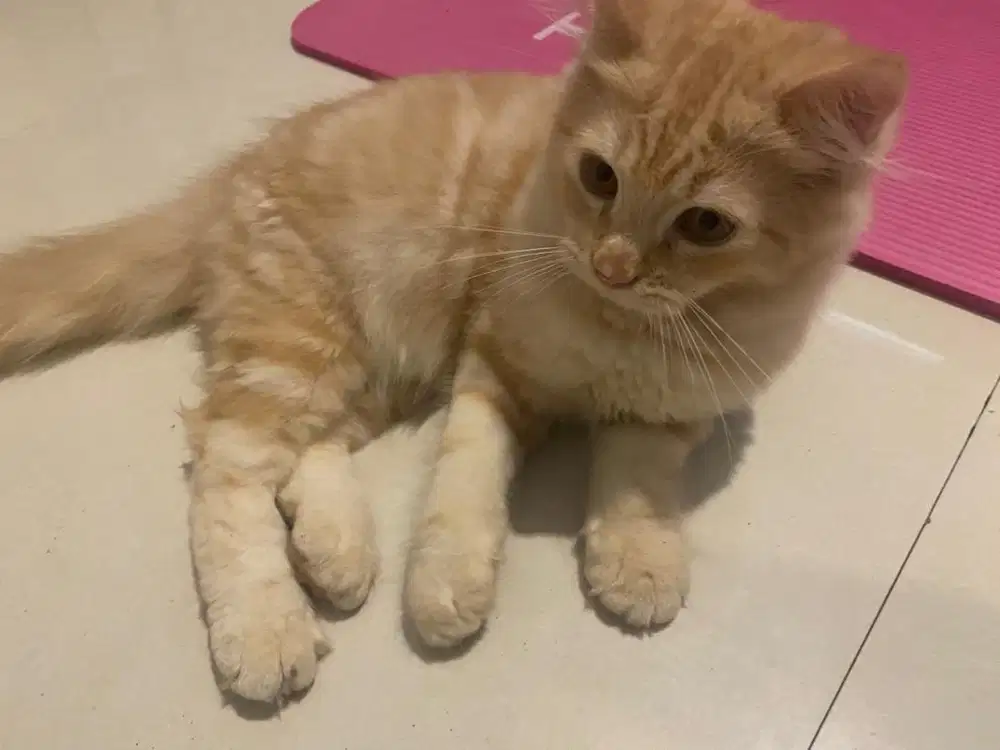 Adop kucing betina 3 bulan