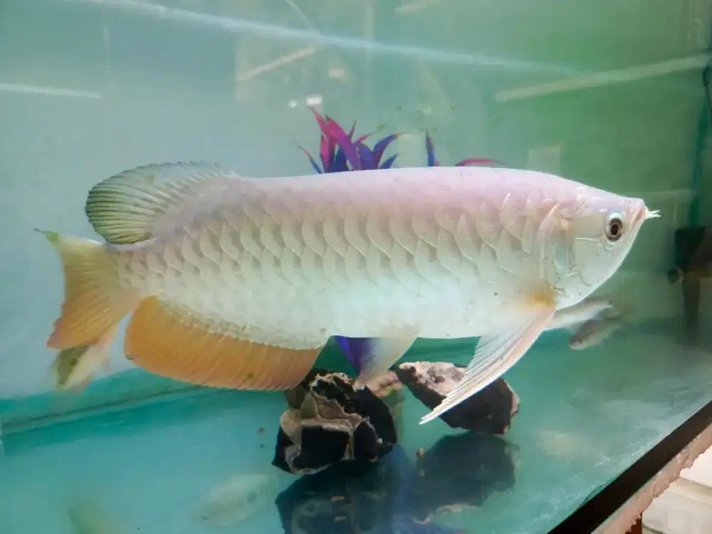 Arwana Golden red High back (Hb)