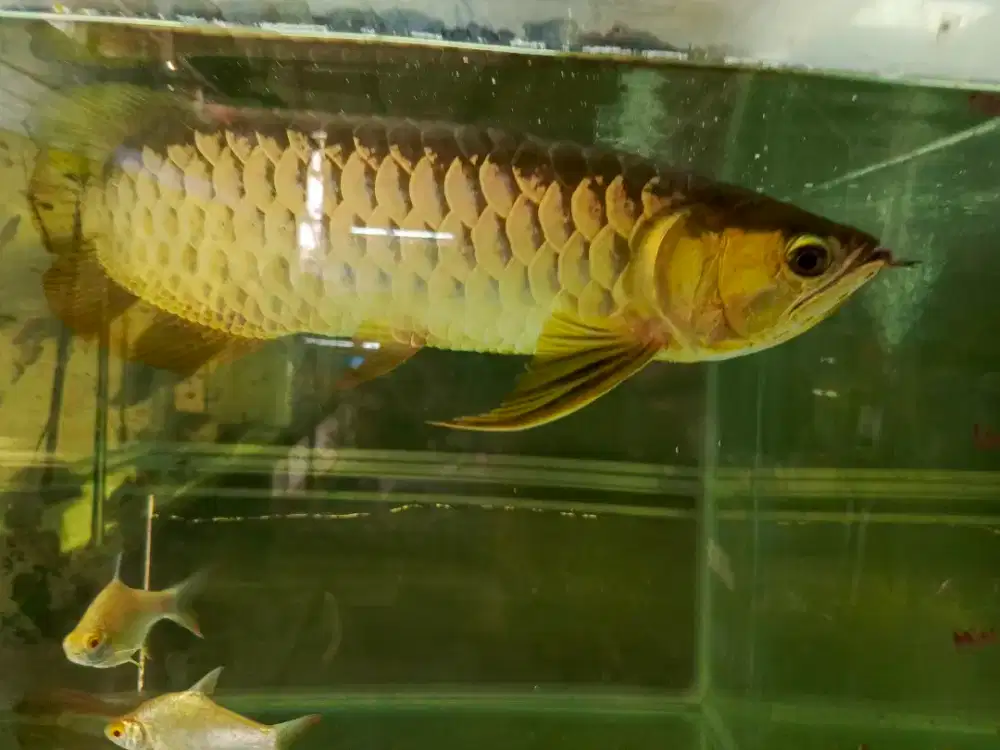 Arwana Golden red HB pekat