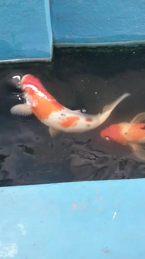 Jual ikan koi ukuran 40-50 cm