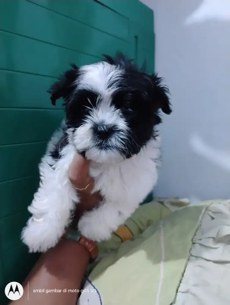 Anjing mini Shitzu mix betina 2 bulan