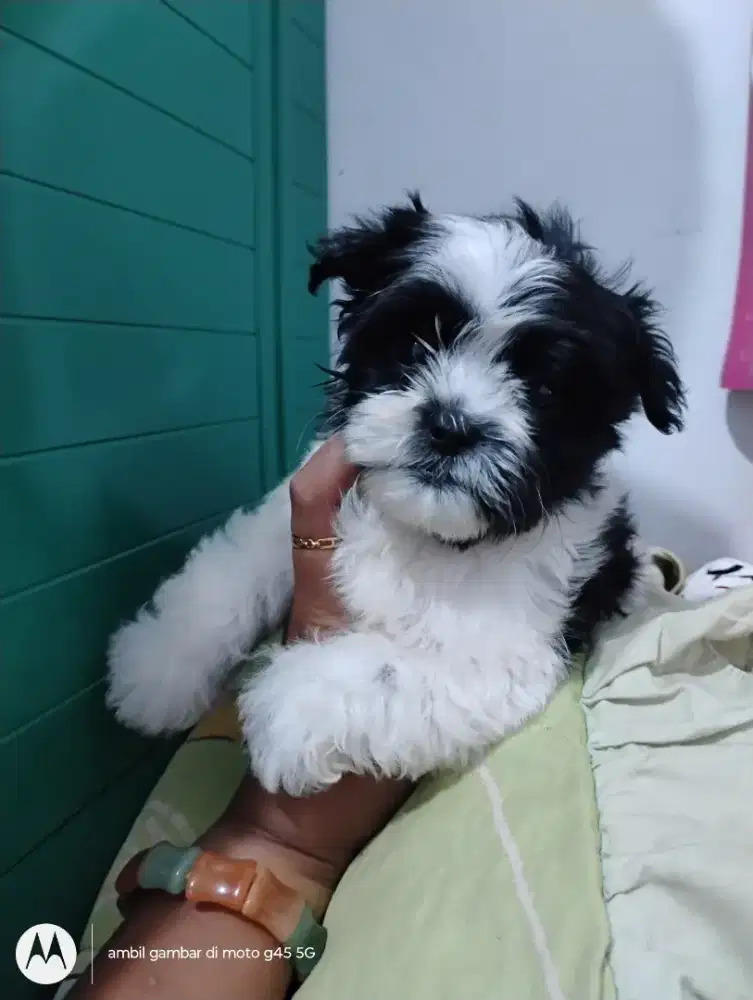 Anjing Mini Shitzu mix Poodle Betina