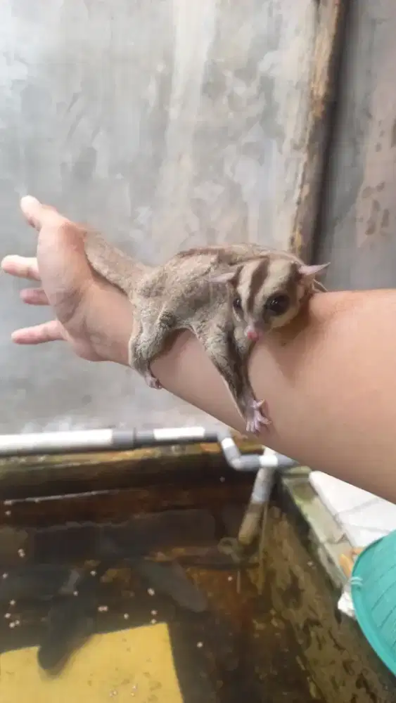 Sugar glider betina indukan